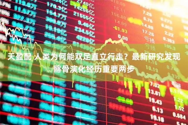 天盈配 人类为何能双足直立行走？最新研究发现髂骨演化经历重要两步